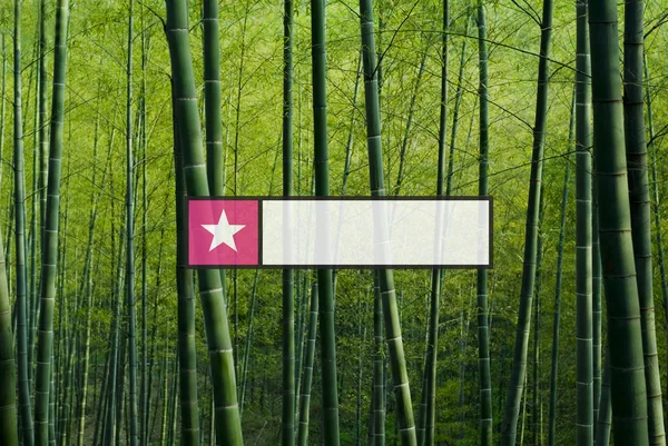 Bambuskog i Kina — Stockfoto