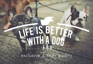 Arkadaşlar evde yaşayan köpekler