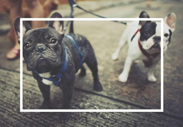 Adorables cachorros bulldog francés —  Fotos de Stock