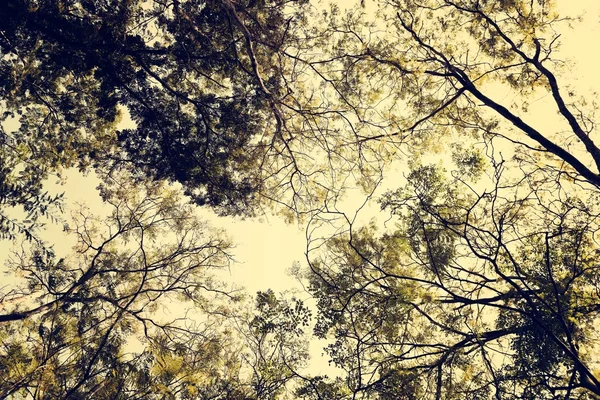 Дерева у тихому лісі — стокове фото
