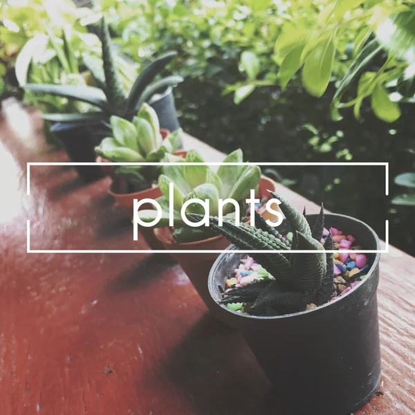 Domácí rostliny na okně — Stock fotografie
