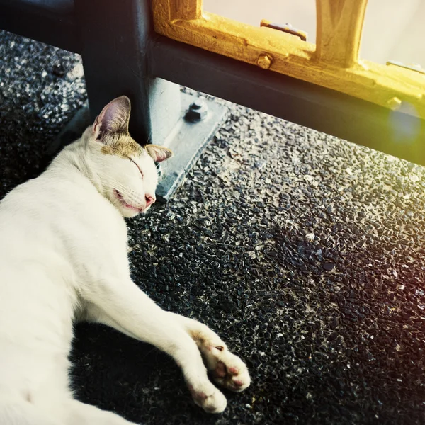 Gatto bianco Dormire in strada — Foto Stock