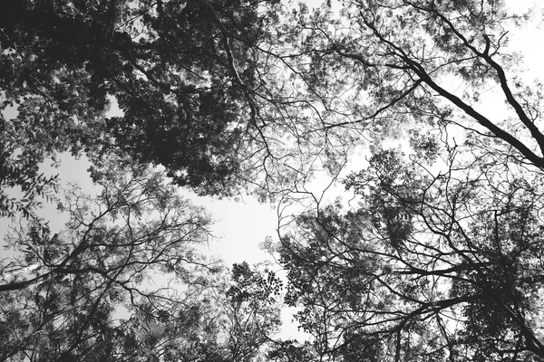 Trees in Tranquil Forest — Stock Photo, Image