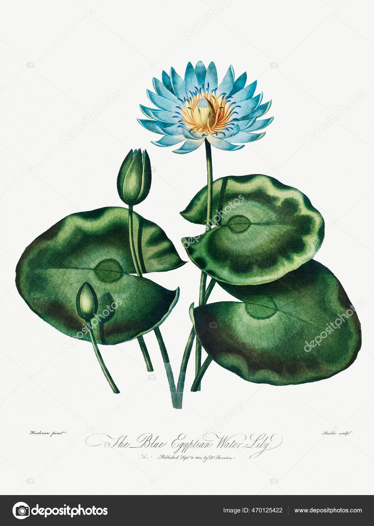 Blue Egyptian Lotus Stock Photos Royalty Free Blue Egyptian Lotus Images Depositphotos