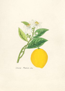 Narenciye 'nin antika resimleri.