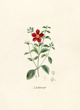Ladanier 'in antik çizimi