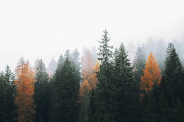 İtalya 'da sisli bir Dolomitler Vadisi' nde sonbahar