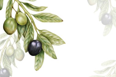 El çizimi zeytin arkaplan illüstrasyonu