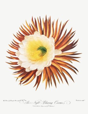 The Night & ndash; Blowing Cereus illüstrasyonu