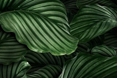 Calathea Orbifolia yeşil yapraklar arka plan