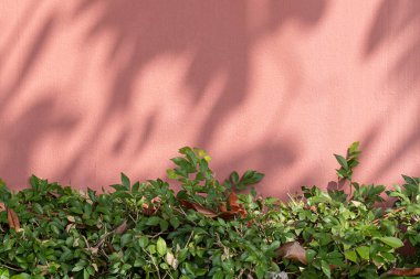 Doğal ışık arka planında yeşil çalılı boyanmış tuğla duvar.