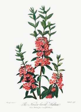 Dar & ndash; Ayrılmış Kalmia illüstrasyonu