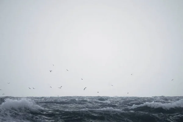 Hejno Racků Letících Nad Ostrovem Jersey Normanské Ostrovy — Stock fotografie