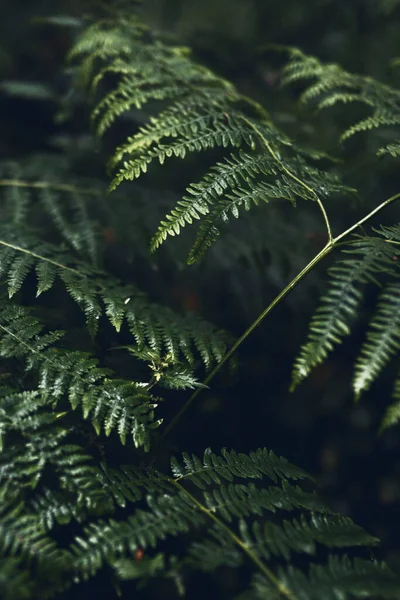 Fern Leaves Mull Temperate Rainforest — Stock Photo, Image