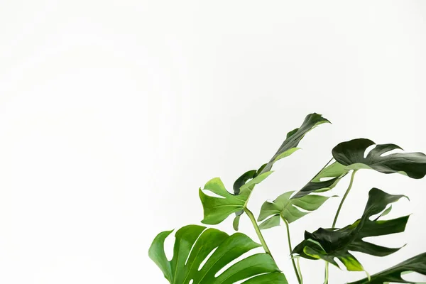 Monstera Verde Hojas Por Una Pared Blanca — Foto de Stock