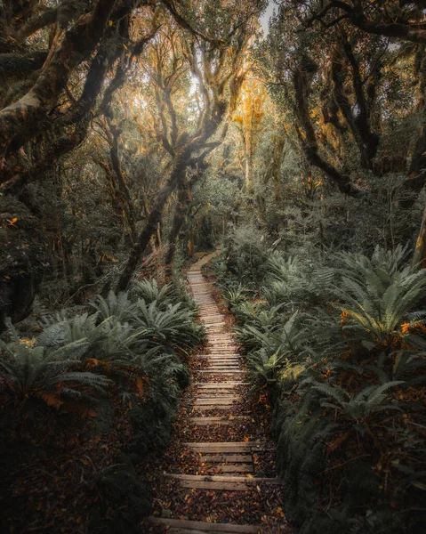 Camino Selva Tropical Nueva Zelanda — Foto de Stock