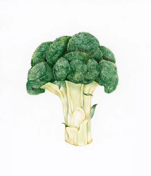Ręcznie Rysowane Brokuły Ilustracja — Zdjęcie stockowe