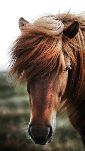 Cavallo Marrone Campo — Foto Stock