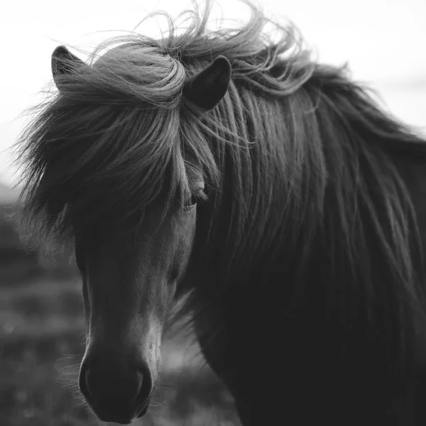 Pferd Einem Feld Graustufen — Stockfoto