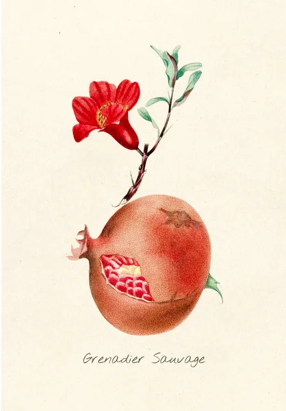 Antik Illustration Frukt — Stockfoto