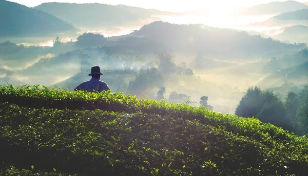 Farmer Auf Teeplantage Malaysia — Stockfoto