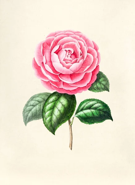 Ilustração Antiga Jardim Rosa — Fotografia de Stock