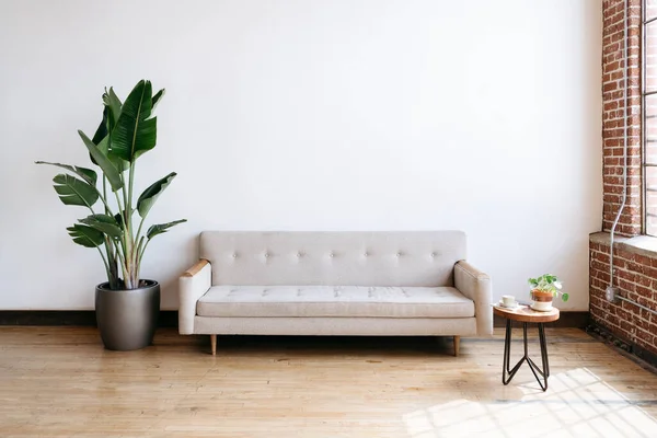 Modern Beige Fabric Couch Plant Living Room — Stock Photo, Image