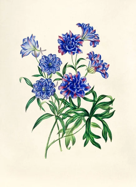Antike Illustration Von Blumen Isoliert Auf Dem Hintergrund — Stockfoto