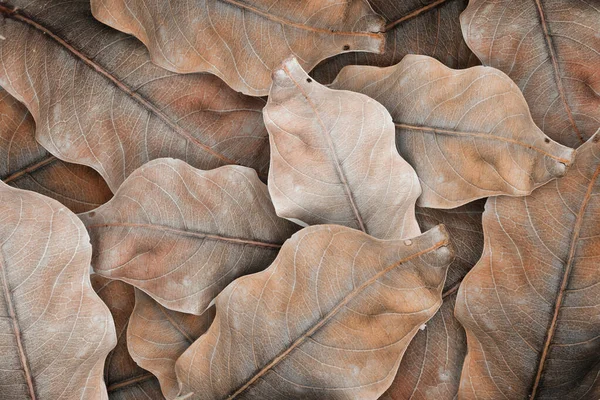 Beige Leaf Patterned Background Design Space — Stock Photo, Image