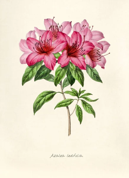 Zabytkowa Ilustracja Azalea Ledifolia — Zdjęcie stockowe
