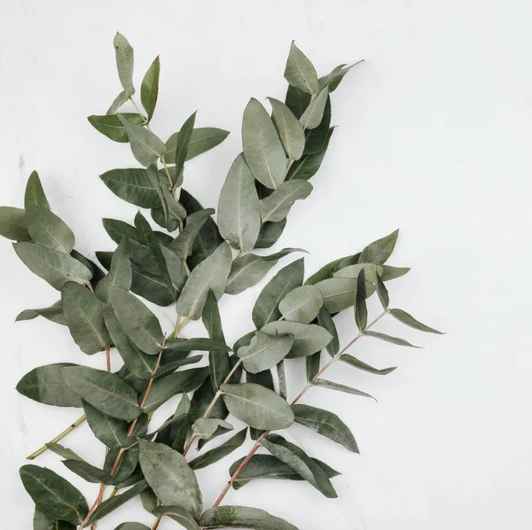 Eukalyptus Auf Weißem Marmorhintergrund — Stockfoto