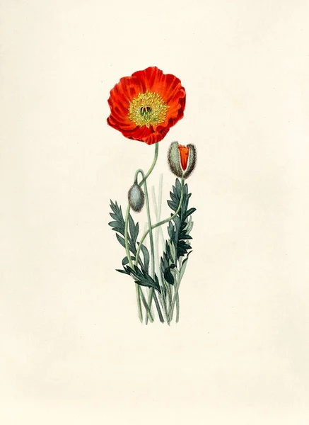 Antieke Illustratie Van Vintage Poppy — Stockfoto