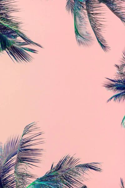 Folhas Palma Verde Tropical Fundo Rosa — Fotografia de Stock