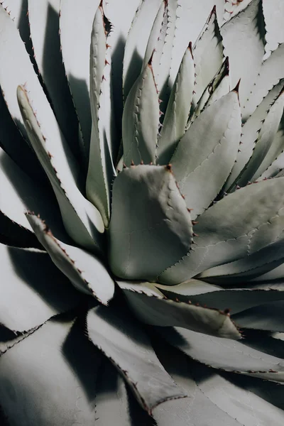 Gros Plan Une Succulente Dans Désert — Photo