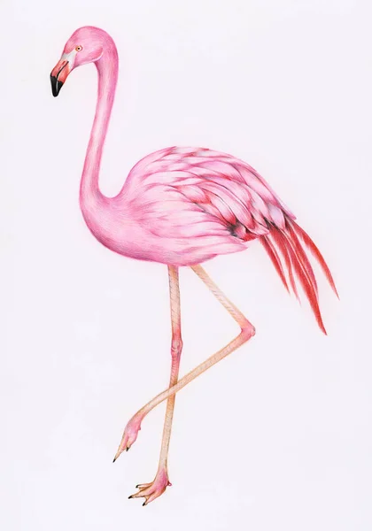 Ilustração Flamingo Rosa Desenhado Mão — Fotografia de Stock