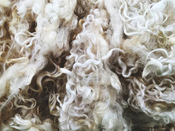 Close Sheep Wool Texture — Stock Photo, Image