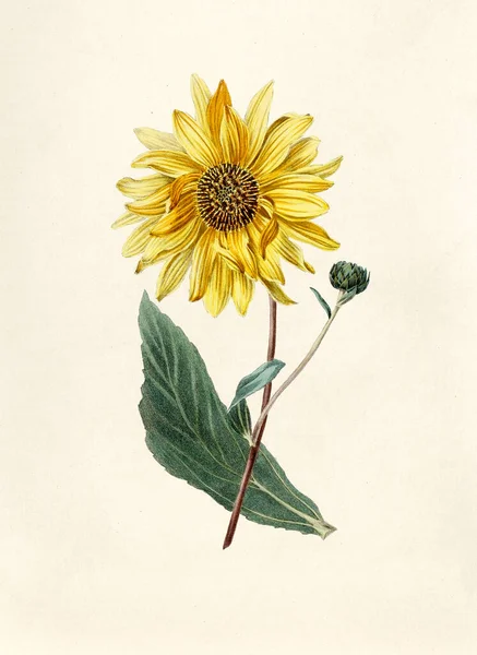 Antique Illustration Sunflower — Stock Photo, Image