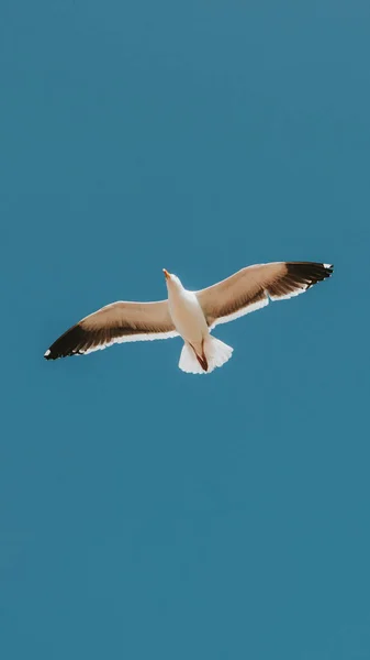 Fliegende Möwe Einem Blauen Himmel Mobiltelefon Tapete — Stockfoto