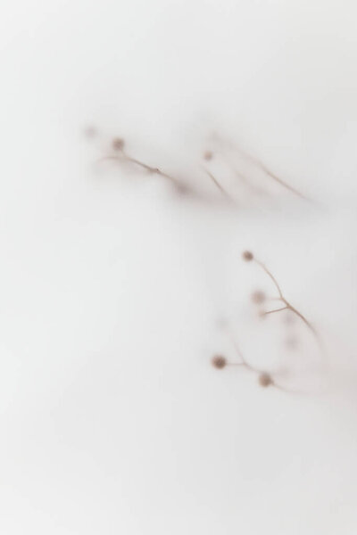 Blurred Dry Flower Branch White Background Royalty Free Stock Photos