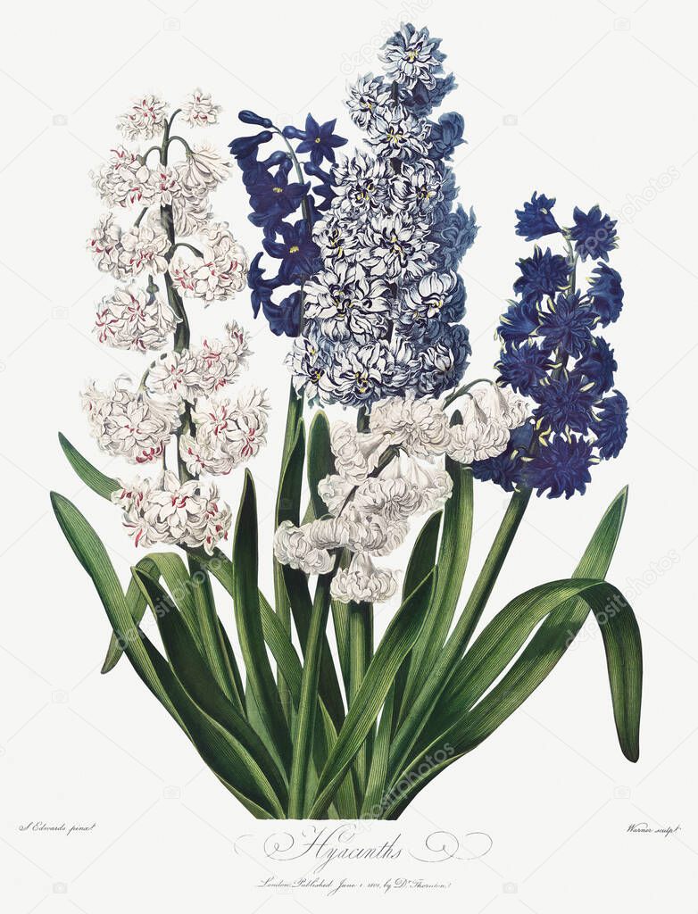 Vintage Blooming Hyacinths illustration