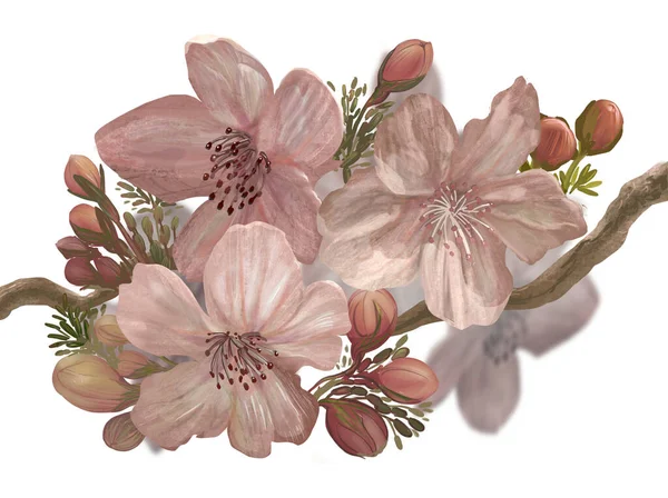 Kézzel Rajzolt Virágzó Sakura Egy Ágon — Stock Fotó