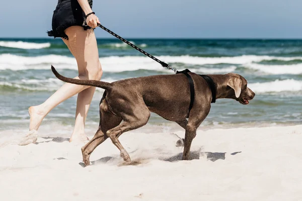 Frau Spaziert Mit Ihrem Weimaraner Hund Strand — Stockfoto