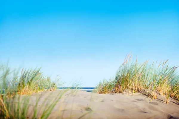 Zandduinen Met Gras Het Strand — Stockfoto