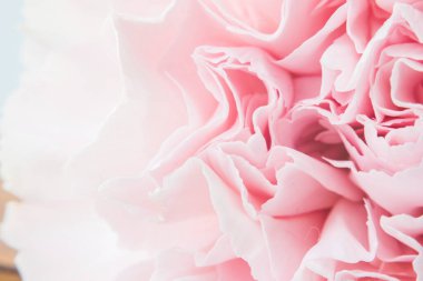 Pembe karanfilli bahar arkaplanı