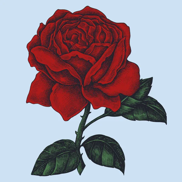 Hand Drawn Fresh Red Rose — Stock Photo, Image