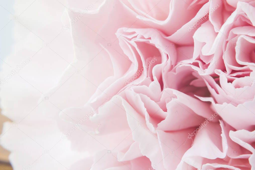 Spring background with pink carnation closeup