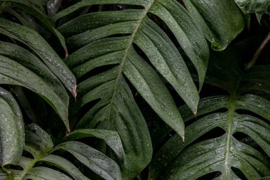Islak Monstera Deliciosa Yaprakları Bahçede