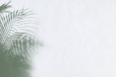 Beyaz arkaplanda bulanık yeşil palmiye yaprakları