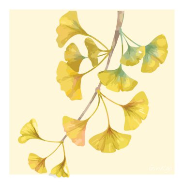 El çizimi ginkgo çiçeği çizimi