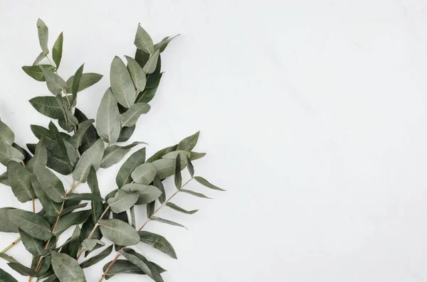 Eucalyptus Sur Fond Marbre Blanc — Photo